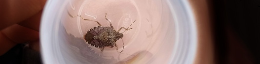 Stink Bug Campaign Ramps Up (BMSB) - November 2022