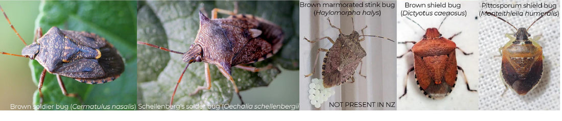 TF-Operator keeping a look out for stink bugs | comparing shield bugs of NZ to BMSB