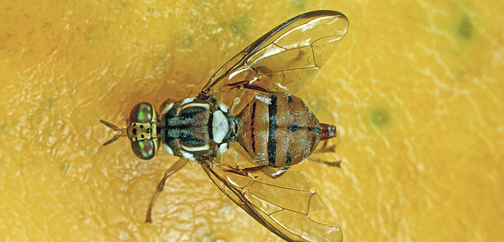 Fruit fly investigation continues in Auckland – controls on produce movement now in place