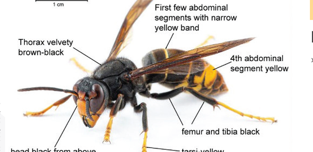 Look Out For Hornets