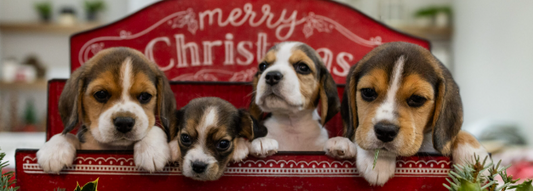 MPI Transitional Facility Services Reduced During Christmas and New Year 2025 -26