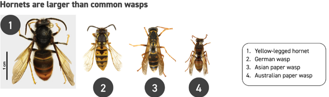 See Contain Report December 2025