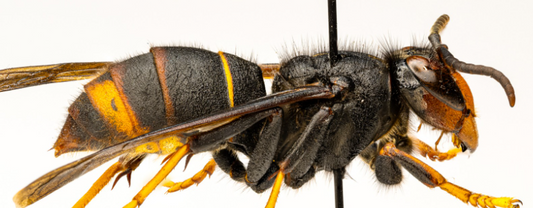 Radio tracking yellow - legged hornets