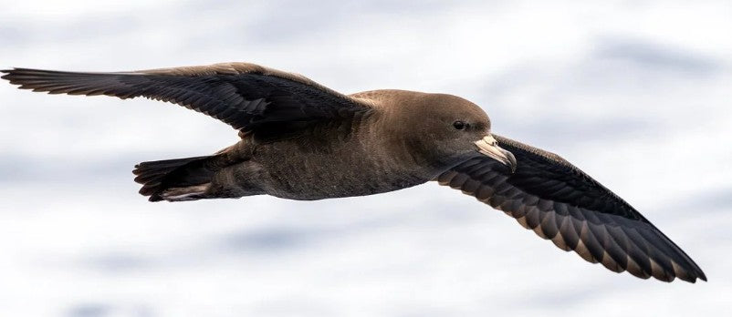 Update : Biosecurity New Zealand bird flu update – 22 July 2026