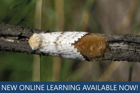 New eLearning course: Spongy moth awareness