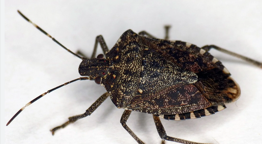 The Brown Marmorated Stink Bug season begins on the 1st of September.