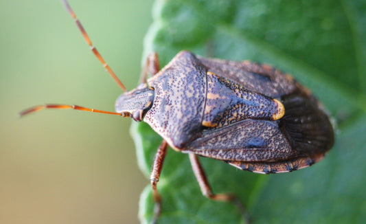 Biosecurity New Zealand - Brown Marmorated Stink Bug Winter Awareness