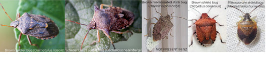 TF-Operator keeping a look out for stink bugs | comparing shield bugs of NZ to BMSB